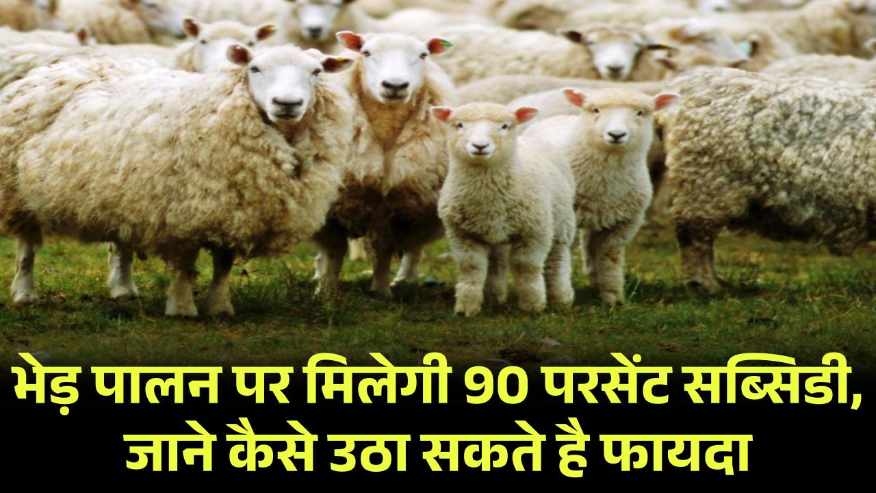 भेड़ पालन पर मिलेगी 90 परसेंट सब्सिडी, जाने कैसे उठा सकते है फायदा Sheep Farming Scheme