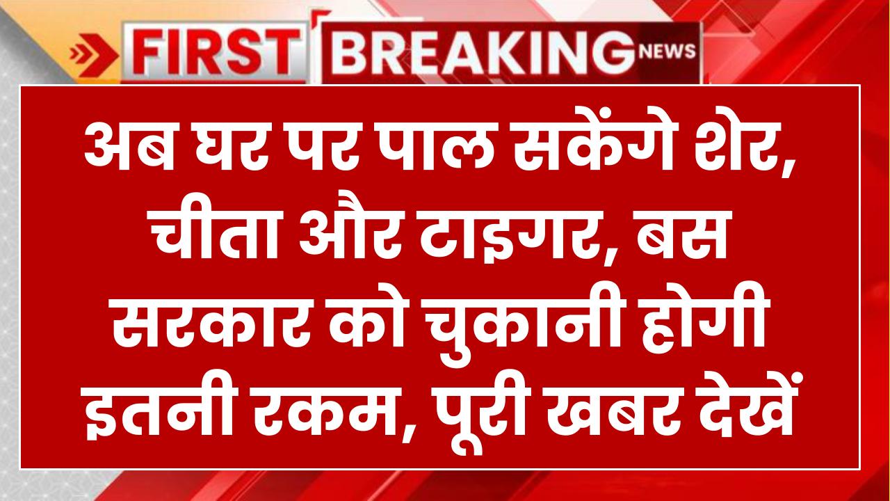 अब घर पर पाल सकेंगे शेर, चीता और टाइगर, बस सरकार को चुकानी होगी इतनी रकम, पूरी खबर देखें